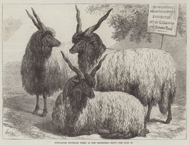 Węgierska owca górska na Smithfield Show autorstwa Samuel John Carter