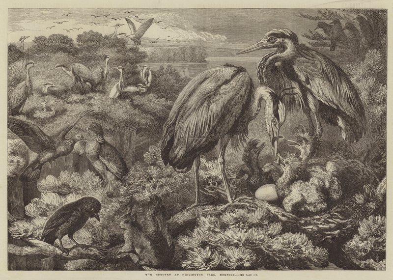 Czapla w Didlington Park, Norfolk autorstwa Samuel John Carter