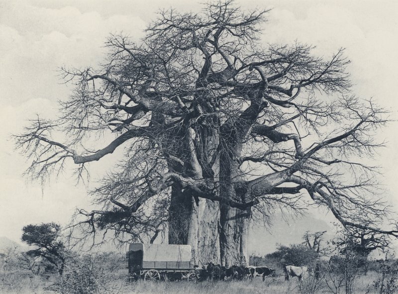 Baobab (zdjęcie czarno-białe) autorstwa South African Photographer