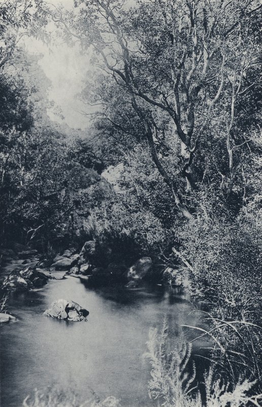 Scena z baśni, niedaleko Witpoortje (zdjęcie czarno-białe) autorstwa South African Photographer