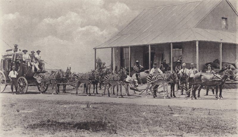 Nowatorski środek transportu, zebry do narysowania autokaru pocztowego (zdjęcie czarno-białe) autorstwa South African Photographer