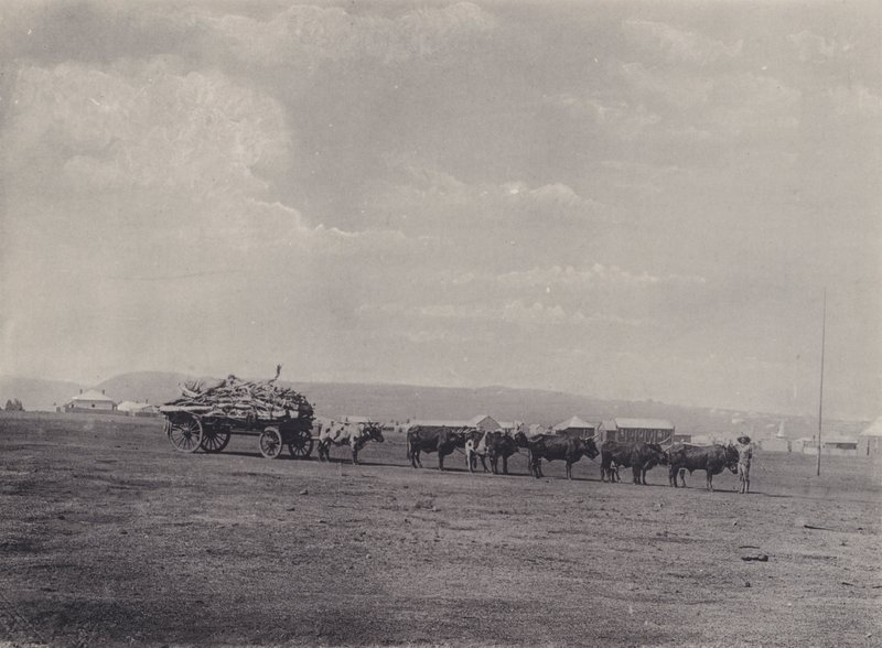 Wóz-wół (zdjęcie czarno-białe) autorstwa South African Photographer