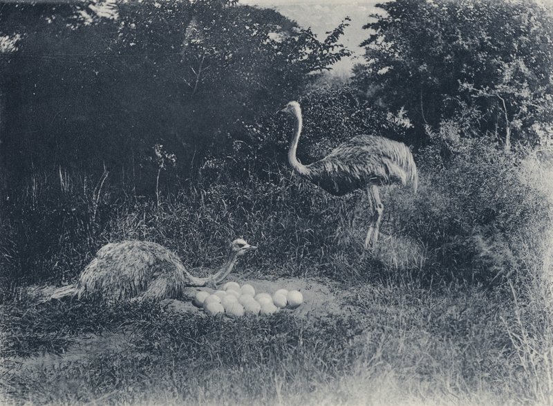Strusie i jajka (zdjęcie czarno-białe) autorstwa South African Photographer
