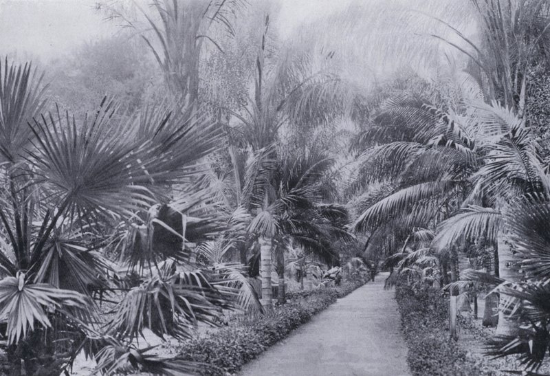 Palm Avenue, Ogrody Botaniczne, Durban (zdjęcie czarno-białe) autorstwa South African Photographer