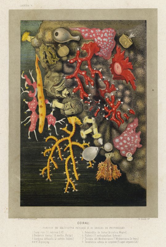 Koral (chromolitho) autorstwa Spanish School