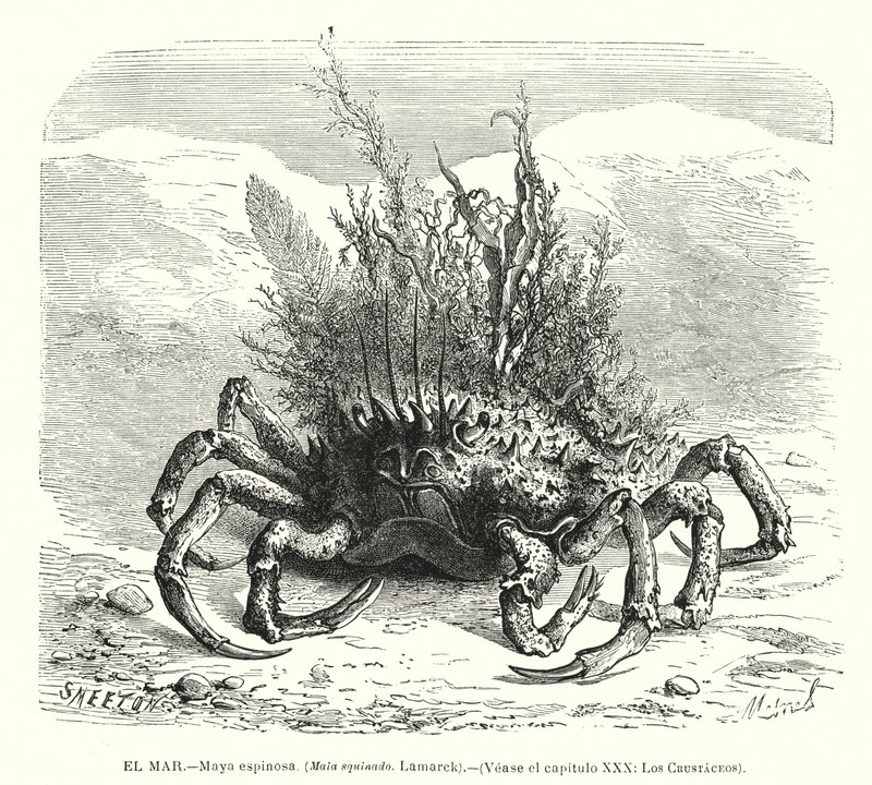 Krab pająk europejski (Maja squinado) (litho) autorstwa Spanish School