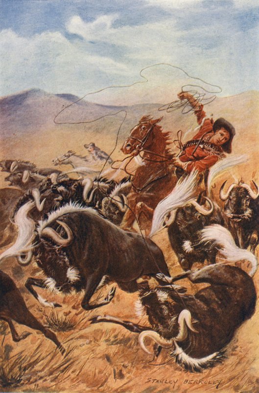 Kowboj łapiący na lasso piżmowoły (kolorowa litografia) autorstwa Stanley (after) Berkeley