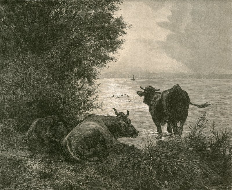 Wczesny poranek nad Jeziorem Zuryskim autorstwa Swiss School