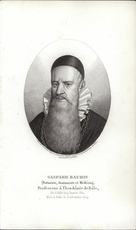 Gaspard Bauhin autorstwa Swiss School