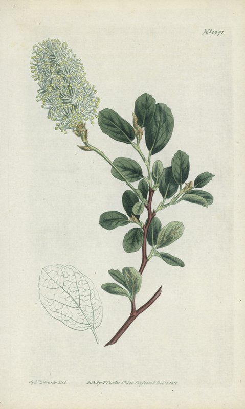 Grawerowanie botaniczne autorstwa Sydenham Teast Edwards