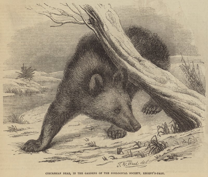Niedźwiedź czerkieski, w ogrodach Towarzystwa Zoologicznego, Regent