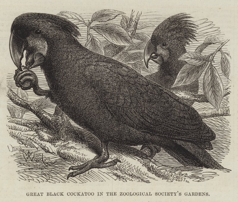 Wielka czarna kakadu w ogrodach Towarzystwa Zoologicznego autorstwa Thomas W. Wood