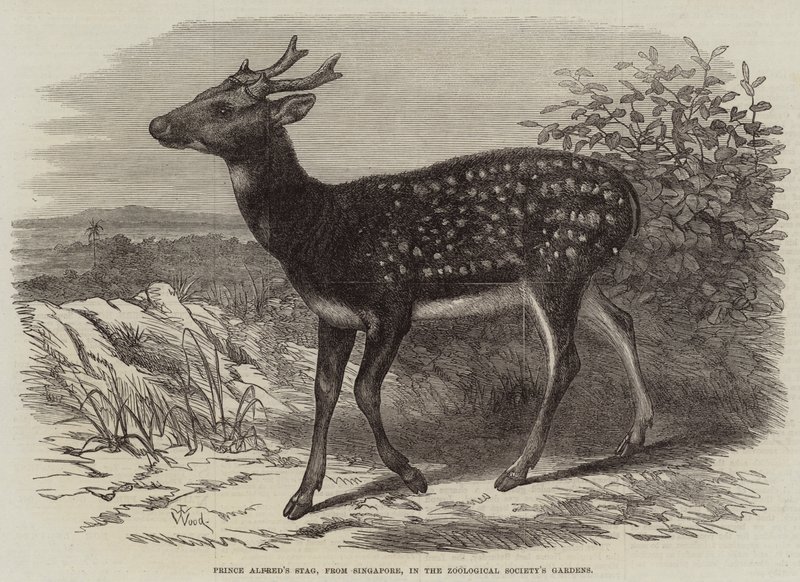 Jeleń księcia Alfreda, z Singapuru, w Ogrodach Towarzystwa Zoologicznego autorstwa Thomas W. Wood