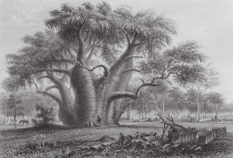 Australia: Drzewo Boadab (rycina) autorstwa Thomas (after) Baines