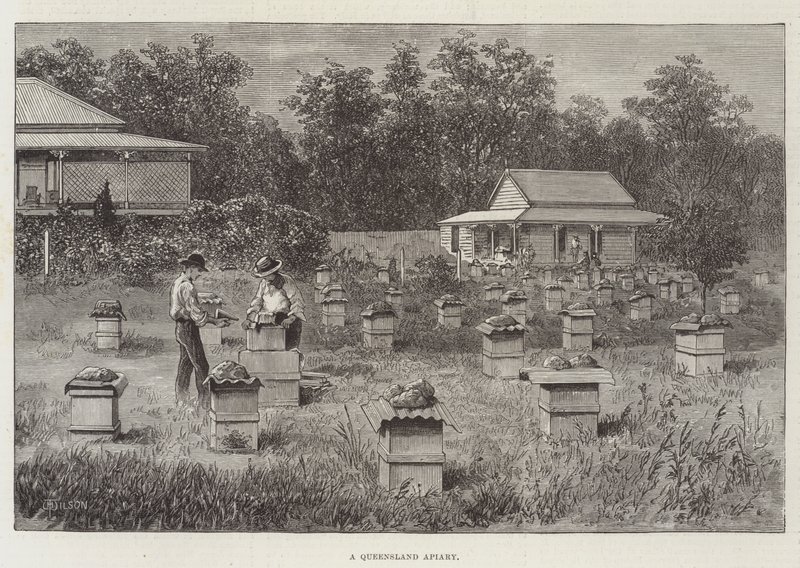 Pasieka Queensland autorstwa Thomas Harrington Wilson