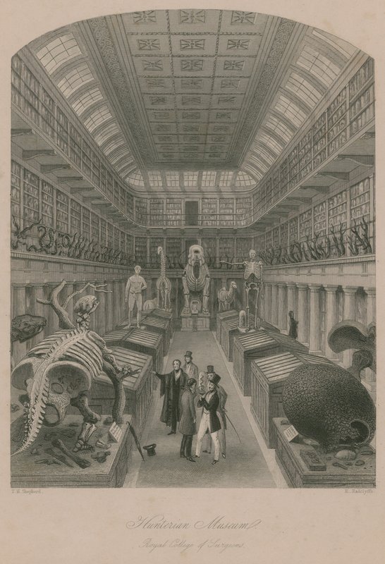 Hunterian Museum, Royal College of Surgeons, Londyn autorstwa Thomas Hosmer Shepherd