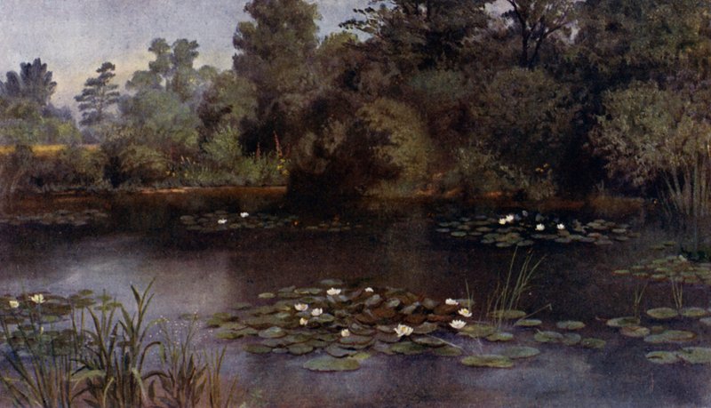 Kew Gardens: The Water Lily Pond (kolor lito) autorstwa Thomas Mower Martin