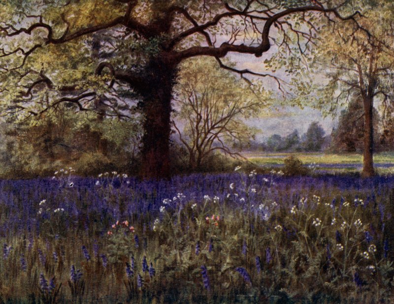 Kew Gardens: Dzikie hiacynty (kolor lito) autorstwa Thomas Mower Martin