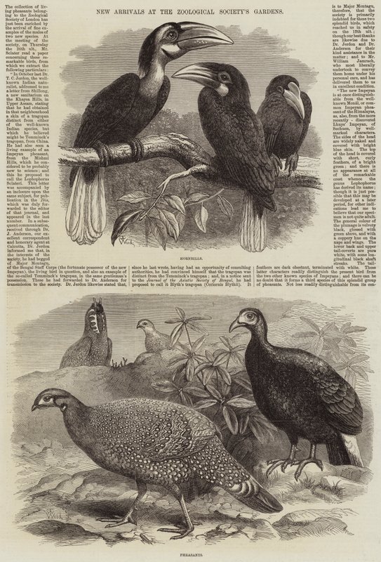 Nowości w ogrodach Towarzystwa Zoologicznego autorstwa Thomas W. Wood
