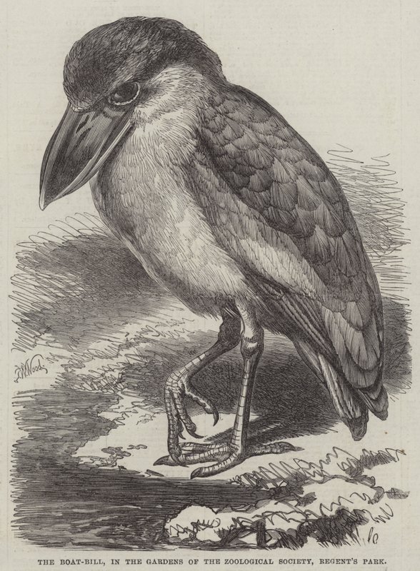 Rachunek łodzi, w ogrodach Towarzystwa Zoologicznego, Regent