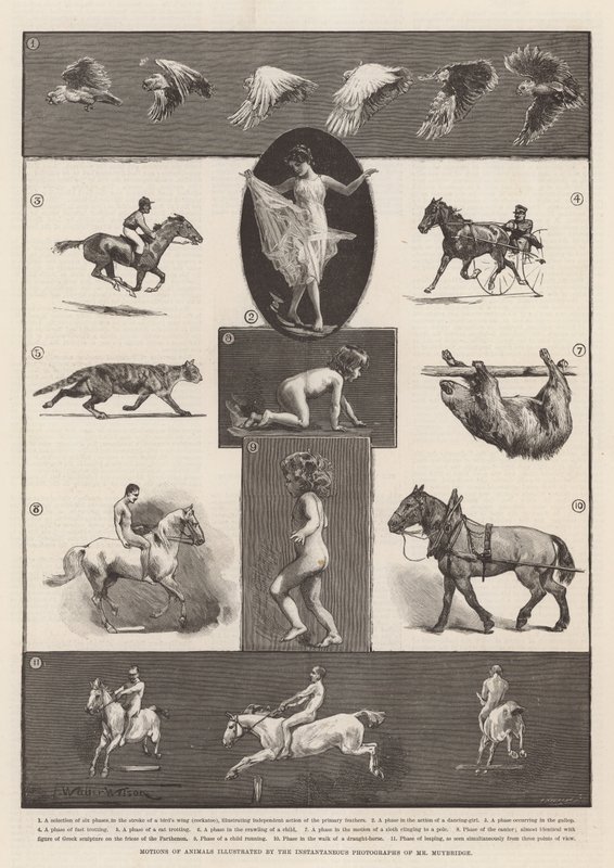 Ruchy zwierząt zilustrowane natychmiastowymi zdjęciami pana Muybridge