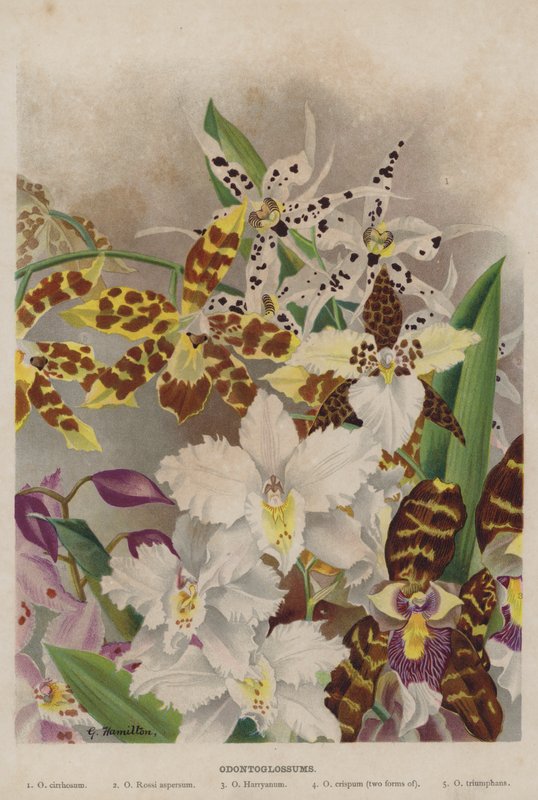 odontoglossum autorstwa Unbekannt Unbekannt