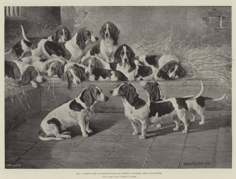 Paczka basset-houndów pana J Mossa w Bishops Waltham, niedaleko Winchester autorstwa Valentine Thomas Garland