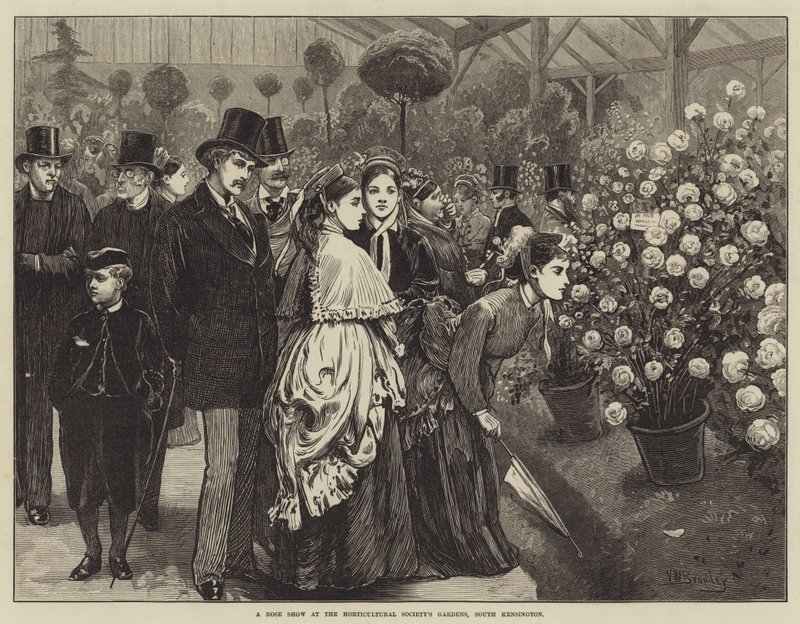 Pokaz róż w ogrodach Towarzystwa Ogrodniczego, South Kensington autorstwa Valentine Walter Lewis Bromley