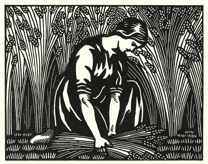 Ilustracja do Tess Of The D’Urbervilles autorstwa Thomasa Hardy