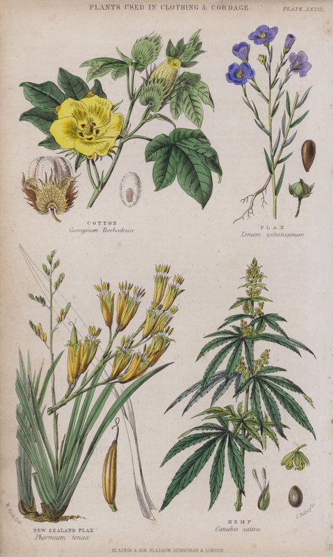 Bawełna; Len; len nowozelandzki; Konopie (kolorowe grawerowanie) autorstwa W. Fitch
