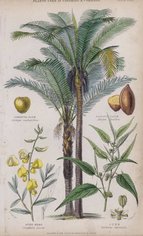 Palma Gommuta; Palma Pasawa; Konopie słoneczne; Juta (kolorowy grawer) autorstwa W. Fitch