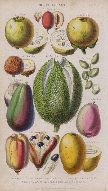 Guawa; Jujube; mangostan; liczi; pistacje; gruszka z awokado; Odległości; malajskie jabłko; Owoce Eki i Nutus; Chcesz (kolorowe grawerowanie) autorstwa W. Fitch