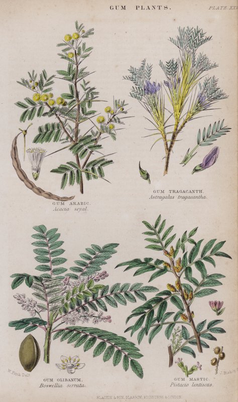 Guma arabska; guma tragakantowa; guma olibanum; Gum Mastic (kolorowe grawerowanie) autorstwa W. Fitch