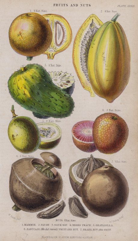 Mamme; Papa; Kwaśna Sop; Czarna brzoskwinia; Granadilla; Zabucajo (pokrywka podniesiona) Owoce i Orzech; Orzech brazylijski i owoce (kolorowy grawerunek) autorstwa W. Fitch