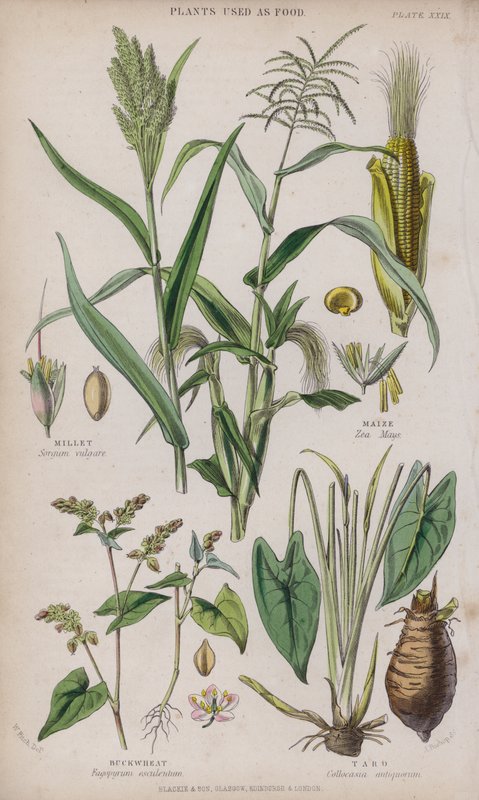 Proso; Kukurydza; Gryka; Taro (kolorowy grawer) autorstwa W. Fitch