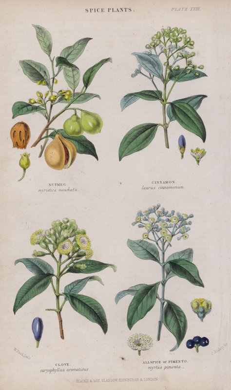 Gałka muszkatołowa; Cynamon; Goździk; Ziele angielskie lub Pimento (kolorowy grawer) autorstwa W. Fitch