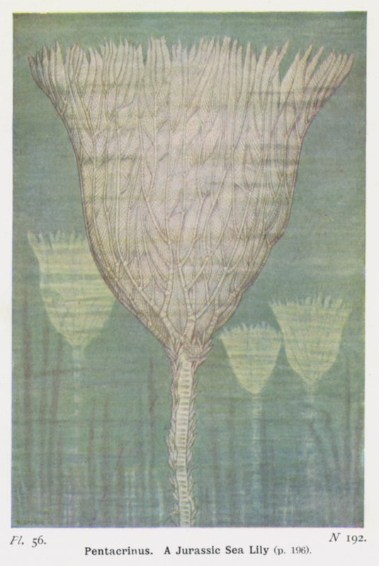 Pentacrinus, Lilia jurajska (kolor lito) autorstwa W. J. Stokoe