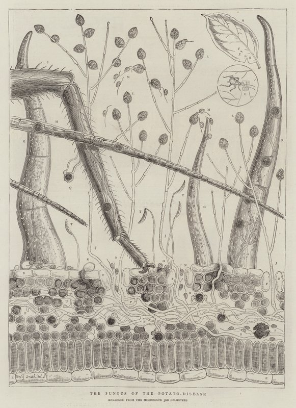 Grzyb choroby ziemniaka autorstwa Walter Granville Smith