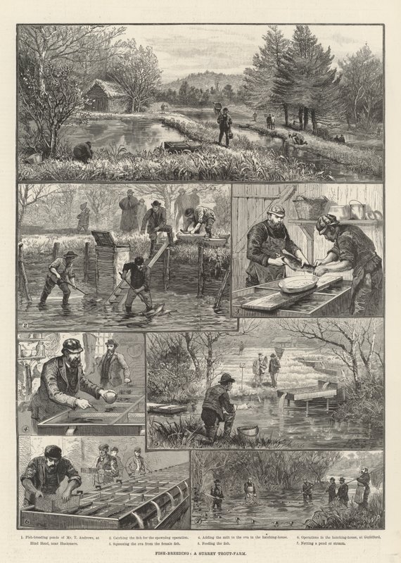 Hodowla ryb, hodowla pstrąga Surrey autorstwa Walter Paget