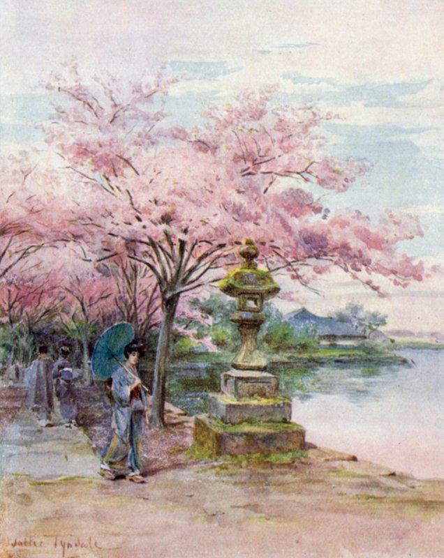 Kwiat Wiśni i Kamienna Latarnia, Park Ueno autorstwa Walter Frederick Roofe Tyndale