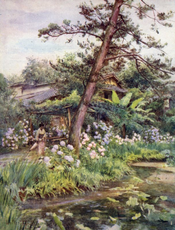 Hortensje w ogrodzie herbacianym w Nichi Otani, Kioto autorstwa Walter Frederick Roofe Tyndale