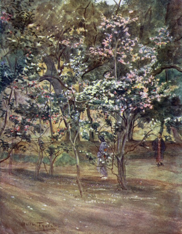 Pojedyncze kamelie w Ueno Park, Tokio autorstwa Walter Frederick Roofe Tyndale