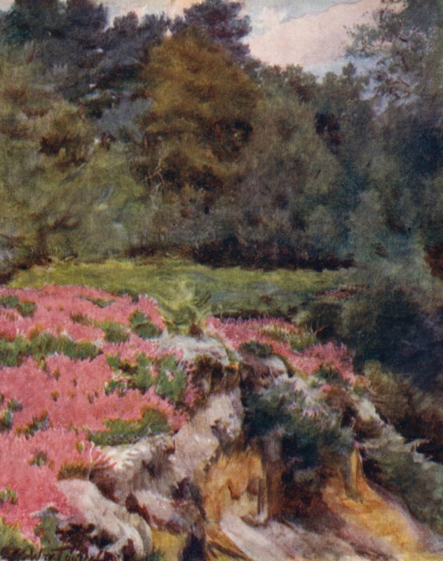 The New Forest: Gravel Pit Head w Royden (kolor lito) autorstwa Walter Frederick Roofe Tyndale