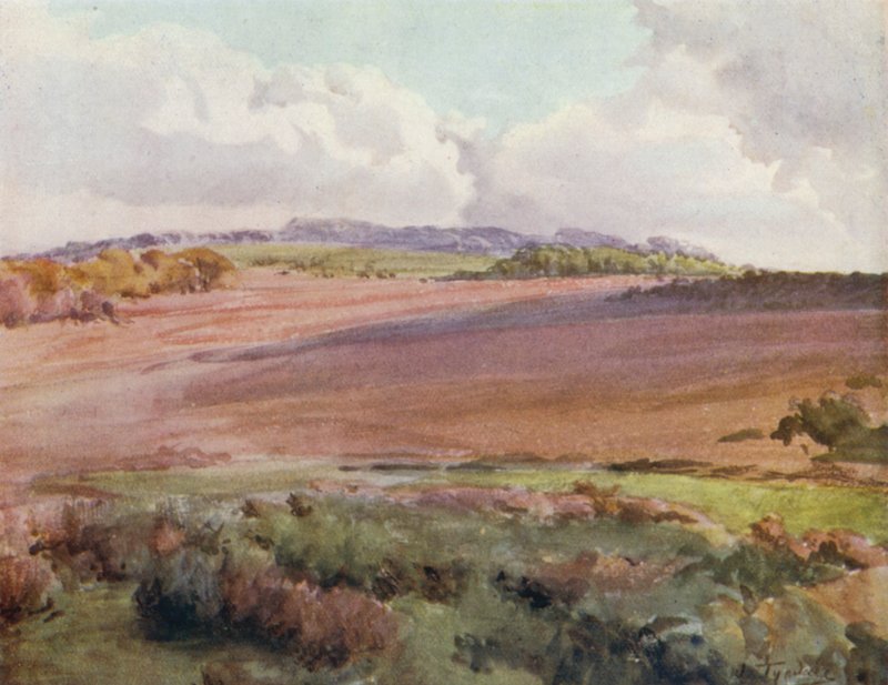 The New Forest: Across Malwood Walk from the Road to Fritham (kolor lito) autorstwa Walter Frederick Roofe Tyndale
