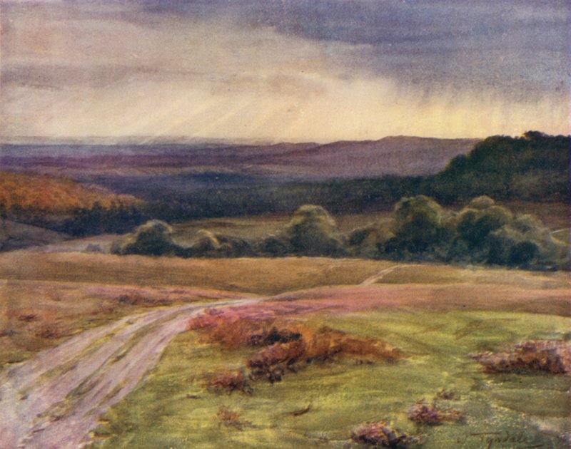 The New Forest: Boldrewood Walk, Puck Pitts, z Fritham Road (kolor lito) autorstwa Walter Frederick Roofe Tyndale