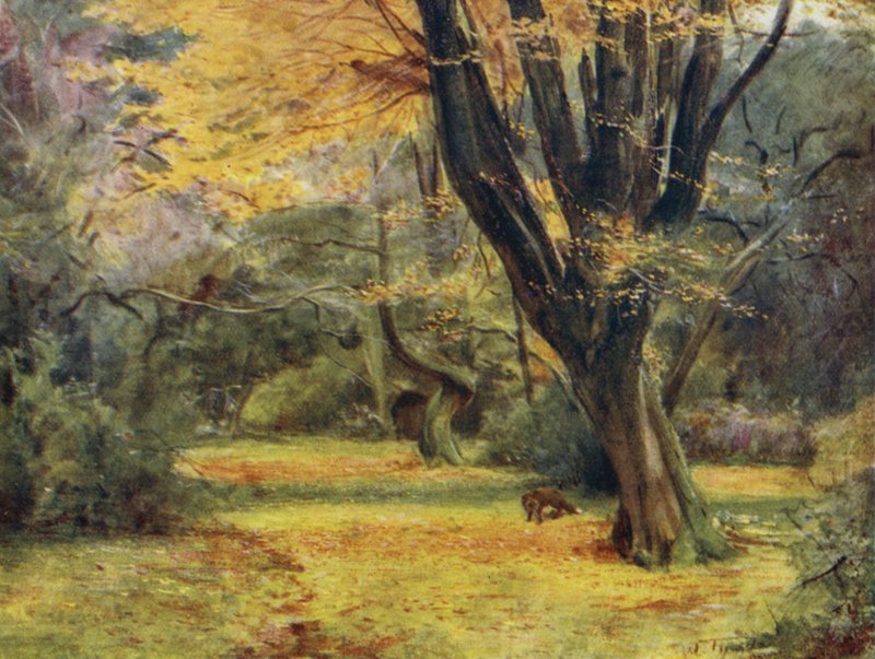 The New Forest: Maples, w pobliżu Queen