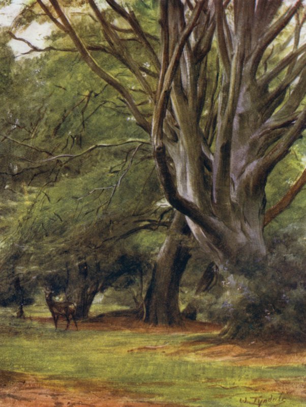 Nowy Las: Penerley Woods (kolor lito) autorstwa Walter Frederick Roofe Tyndale