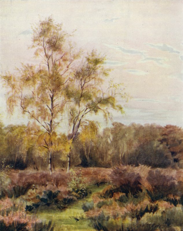 The New Forest: Rushpole Common, w pobliżu toru wyścigowego Lyndhurst autorstwa Walter Frederick Roofe Tyndale