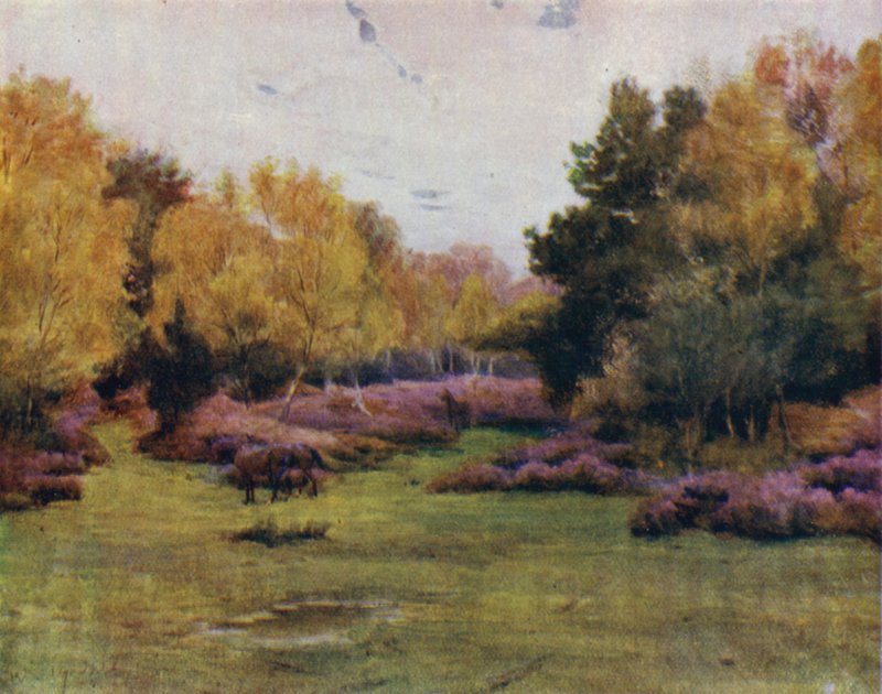 The New Forest: Rushpole Wood, Lyndhurst (kolor lito) autorstwa Walter Frederick Roofe Tyndale
