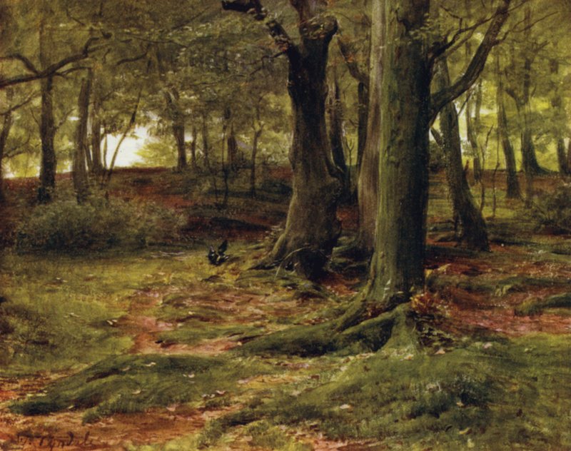 The New Forest: The Hill Woods, Lyndhurst (kolor lito) autorstwa Walter Frederick Roofe Tyndale